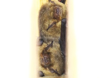 Monitoring zasiedlenia skrzynek nietoperzowych w trzech Parkach ZPKWŁ, <p>karliki drobne</p>